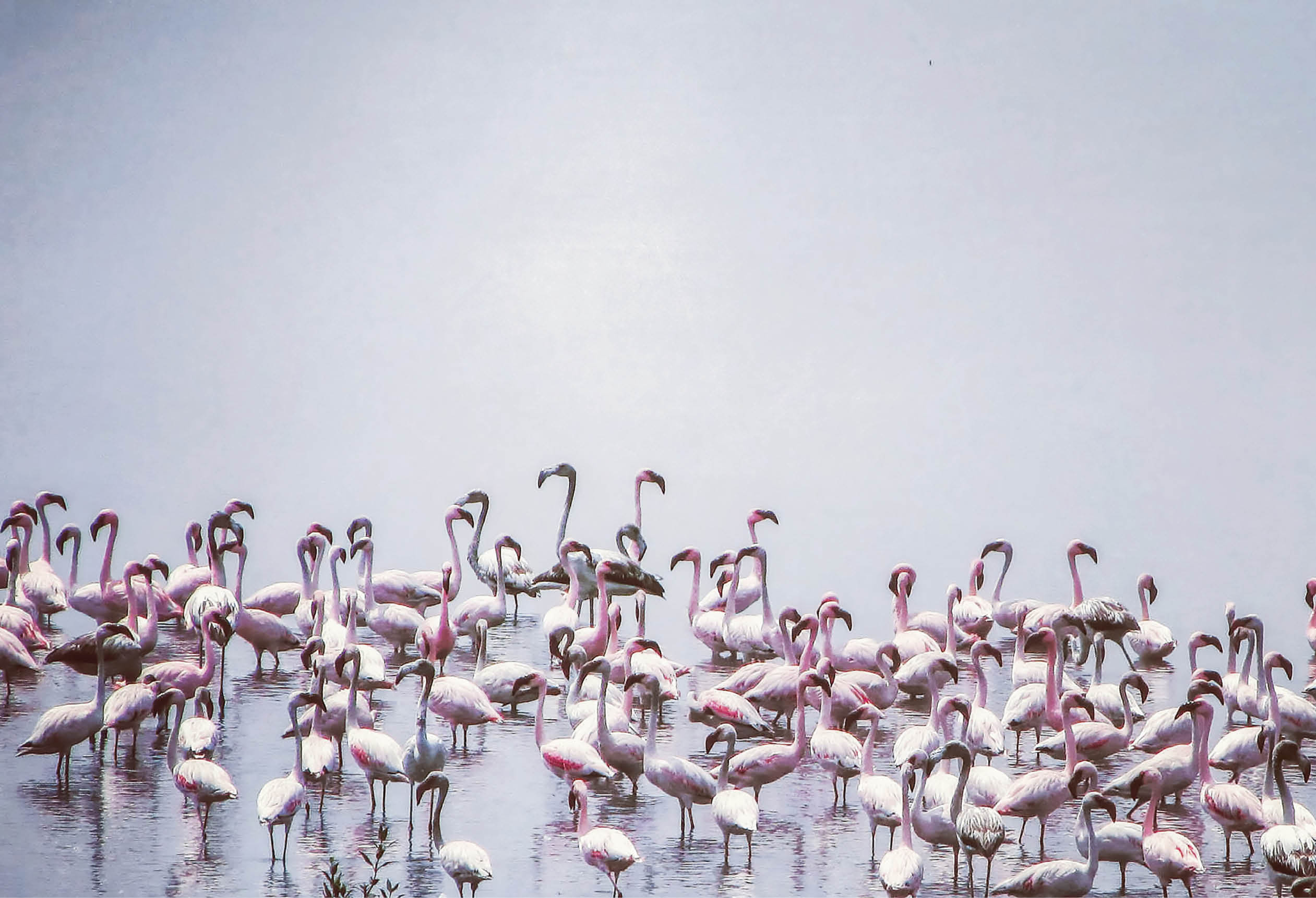 Flamingos at Thane Creek